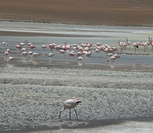 Salar de Uyuni - Salt Flats Tours Bolivia - Budget Standard Plus Uyuni