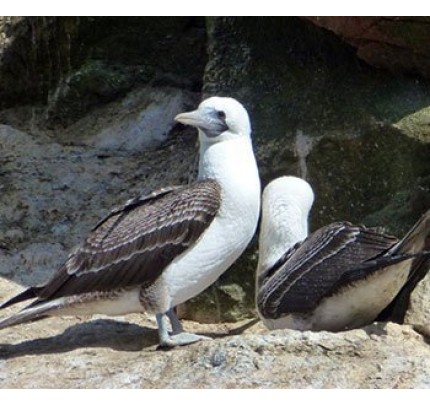 Paracas National Reserve & Ballestas Islands 2-Day Tour (from Lima)