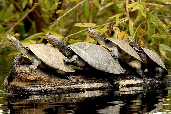 Turtles in Pampas Bolivia
