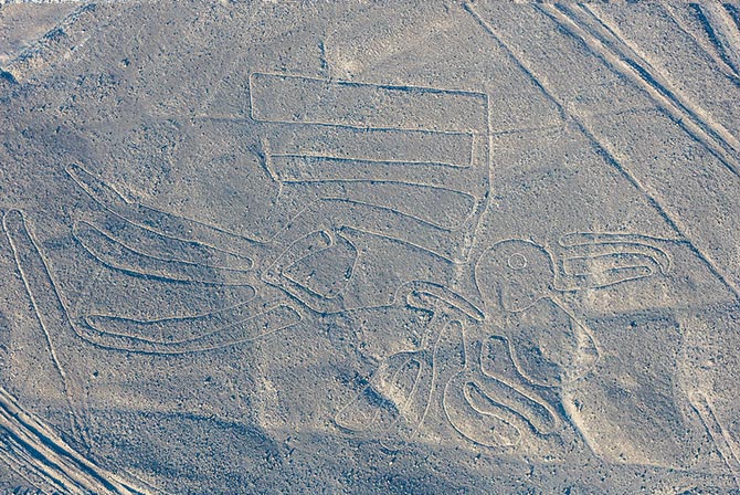 Pelican Nazca Lines