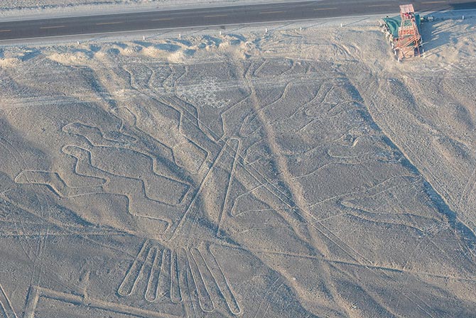 Tree Nazca Lines