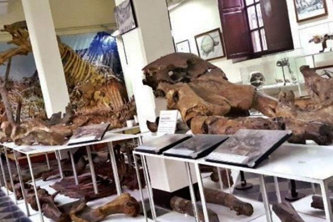 Paleontology Museum Tarija